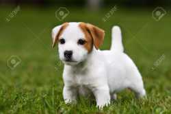 3829584-Jack-Russell-Terrier-puppy-on-grass-Stock-Photo