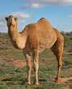 07._Camel_Profile,_near_Silverton,_NSW,_07.07.2007-434074536