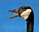 canada-goose-honking-linda-stern