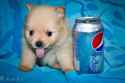 Pepsi Dog