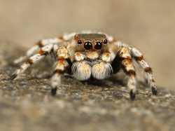 Facts-on-Tarantula-Spiders-2