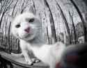 guss