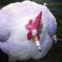 chickarette