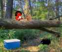 chubby n DSD forest 2