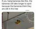 bananathink