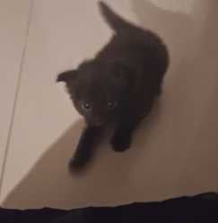 Dog..cat...