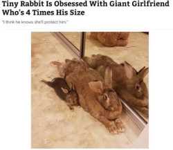 tinyrabb