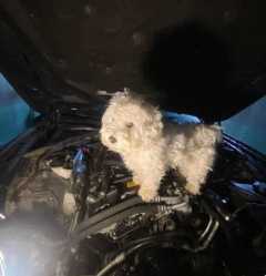 car dog