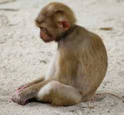 sad-monke