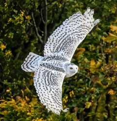 owl