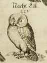 owlo