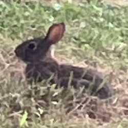 bun