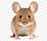 mous.jpg