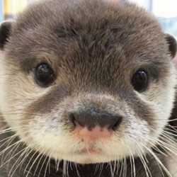 cool aminals thread