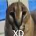 17 KB
