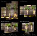 Plants-grown-at-low-ambient-and-high-CO2-Images-illustrate-the-response-of-four-plant