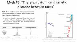 genetic diff betw races