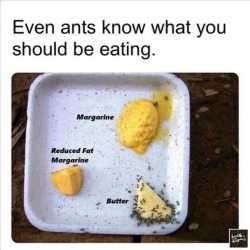 ants