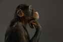 photography-of-chimpanzee-5