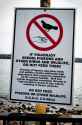 dont-feed-pigeons-new-bedford