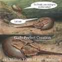 horseshole-crab-proves-evolution-fake