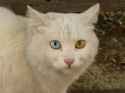 Cat_Briciola_with_pretty_and_different_colour_of_eyes