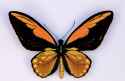 Ornithoptera.croesus