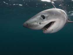 estb55vv8_GPN257609_porbeagle_shark