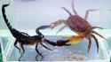 crab scorpion fight