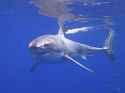 Great_White_Shark