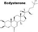 ecdysterone