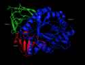 Structure_of_human_beta-glucocerebrosidase_@