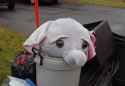 sad elephant