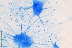 neuron