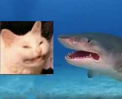 cat shark