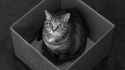 Schrödinger&#039;s Cat (alive)