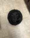 dog of annihilation