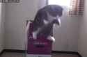 maru down