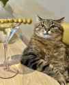 cat martini