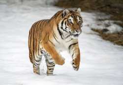 tiger-Siberian