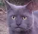 cat the grey