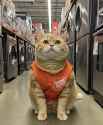 meifiwasacat