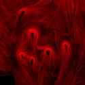 actin_filaments