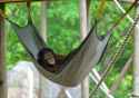 chimpin aint easy