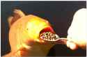 spoonfeed