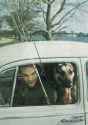 apollo collins dog