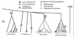 Australoid