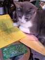 ohm_cat
