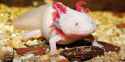 mexican-axolotl-pink-red_2x1