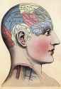 phrenology-chart-skull-divisions